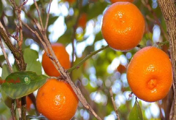 فروش نارنگی محلی