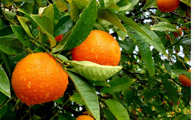 فروش پرتقال