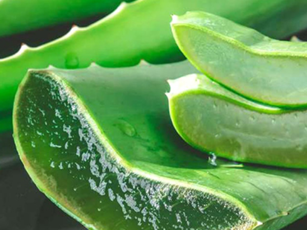 فروش آلوئه ورا (گیاه‌ دارویی)