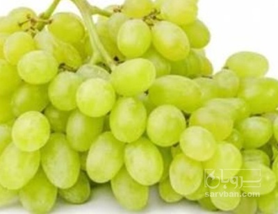 فروش انگور