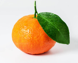 فروش نارنگی