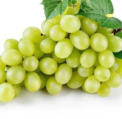 فروش انگور