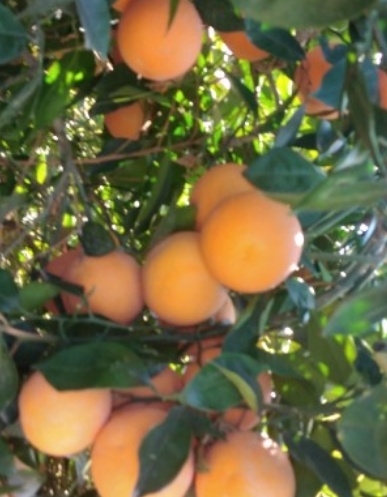 فروش پرتقال