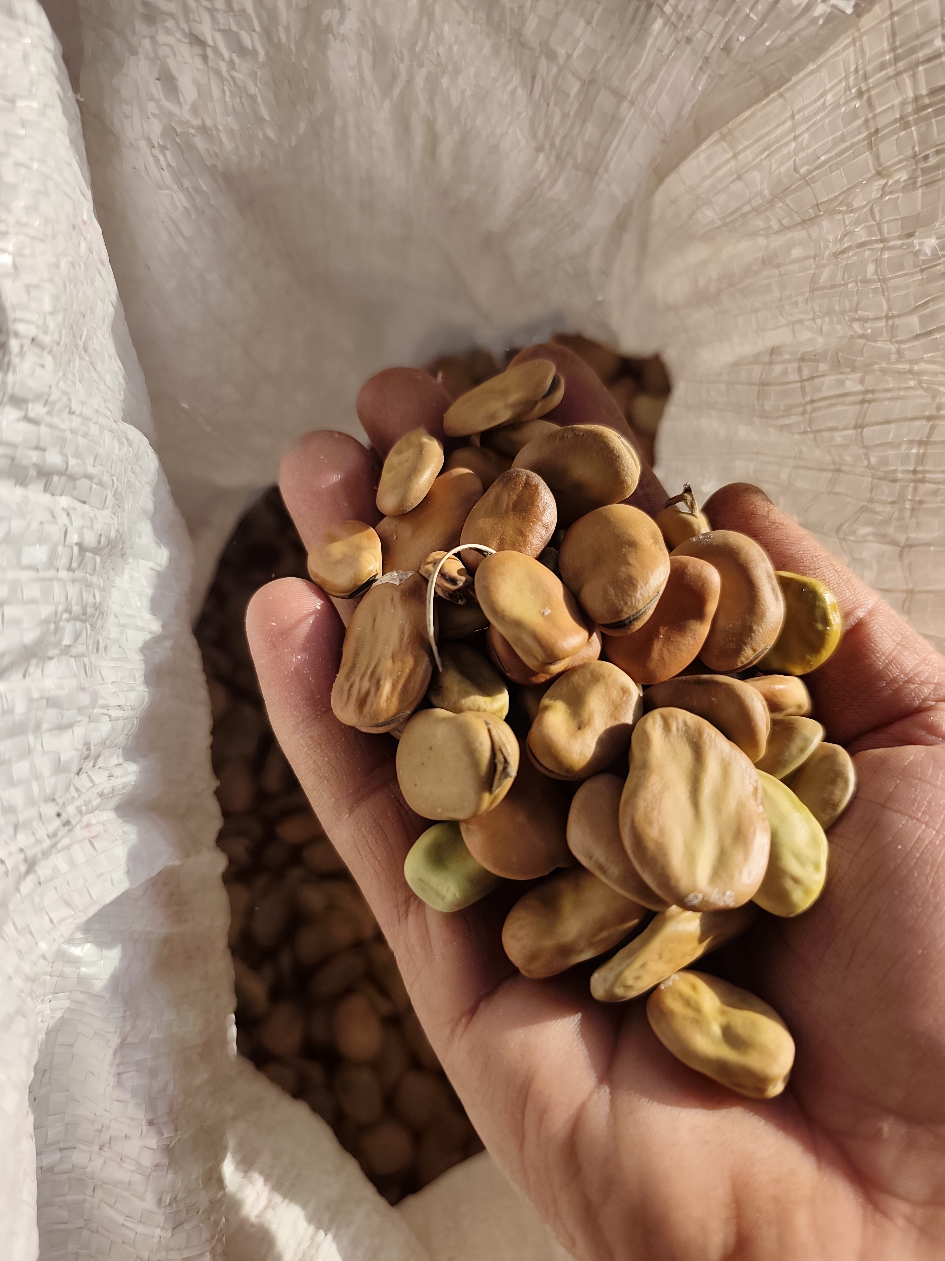 فروش باقلا خشک