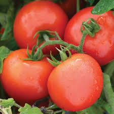 فروش گوجه فرنگی