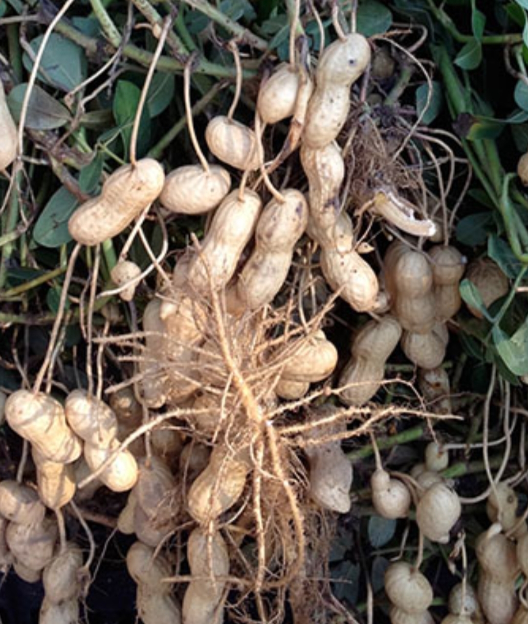 فروش بادام زمینی