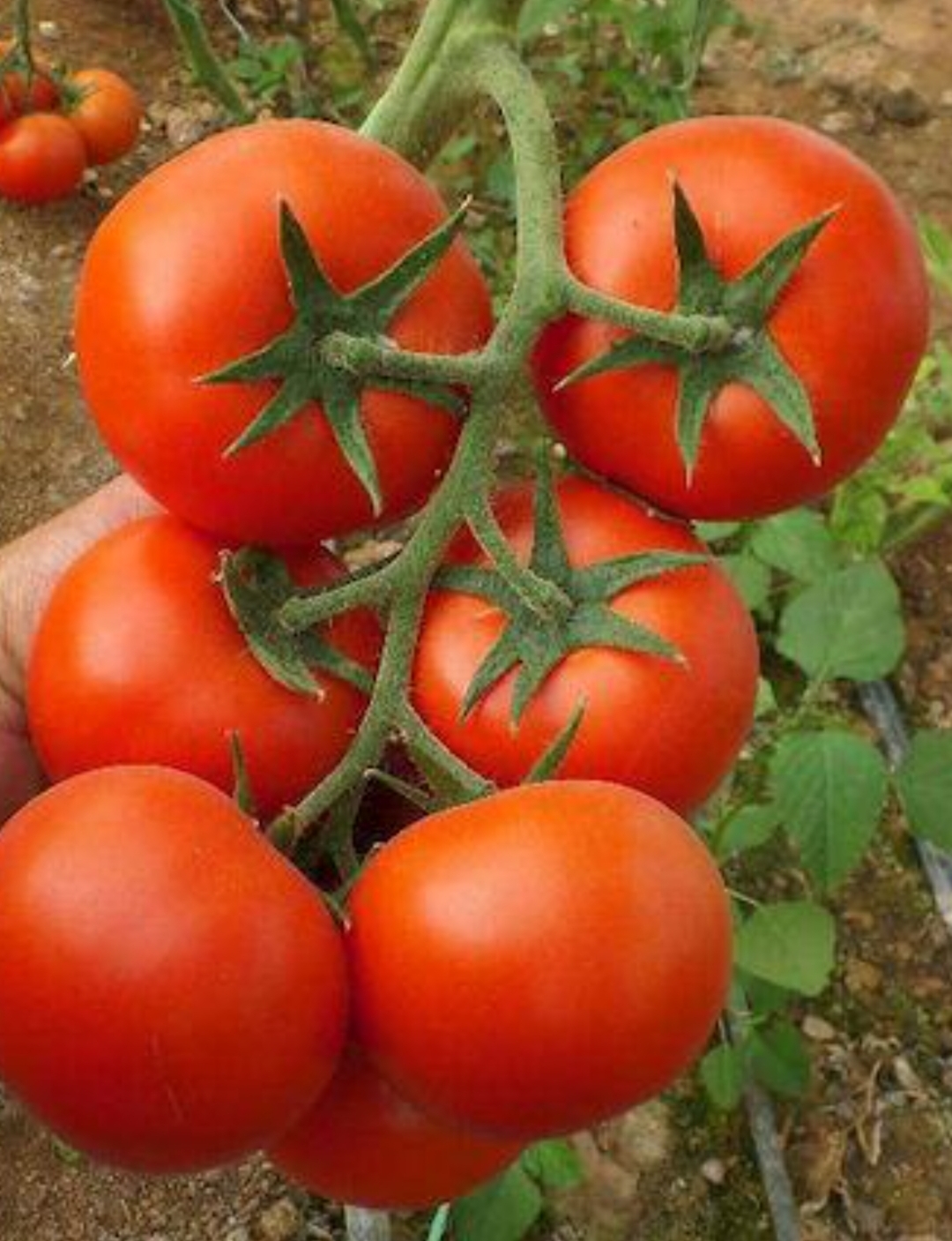 فروش گوجه فرنگی