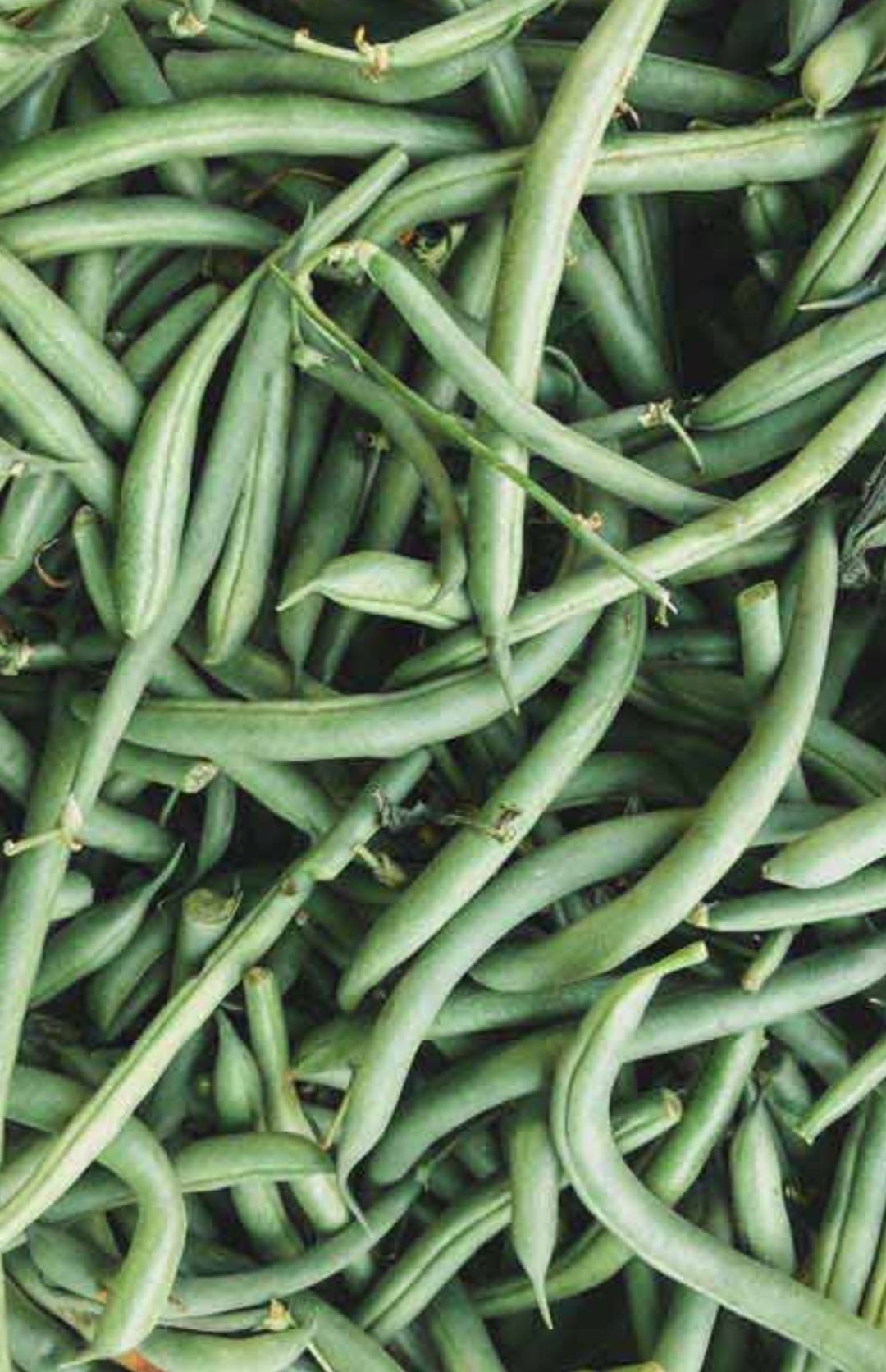 فروش لوبیا سبز