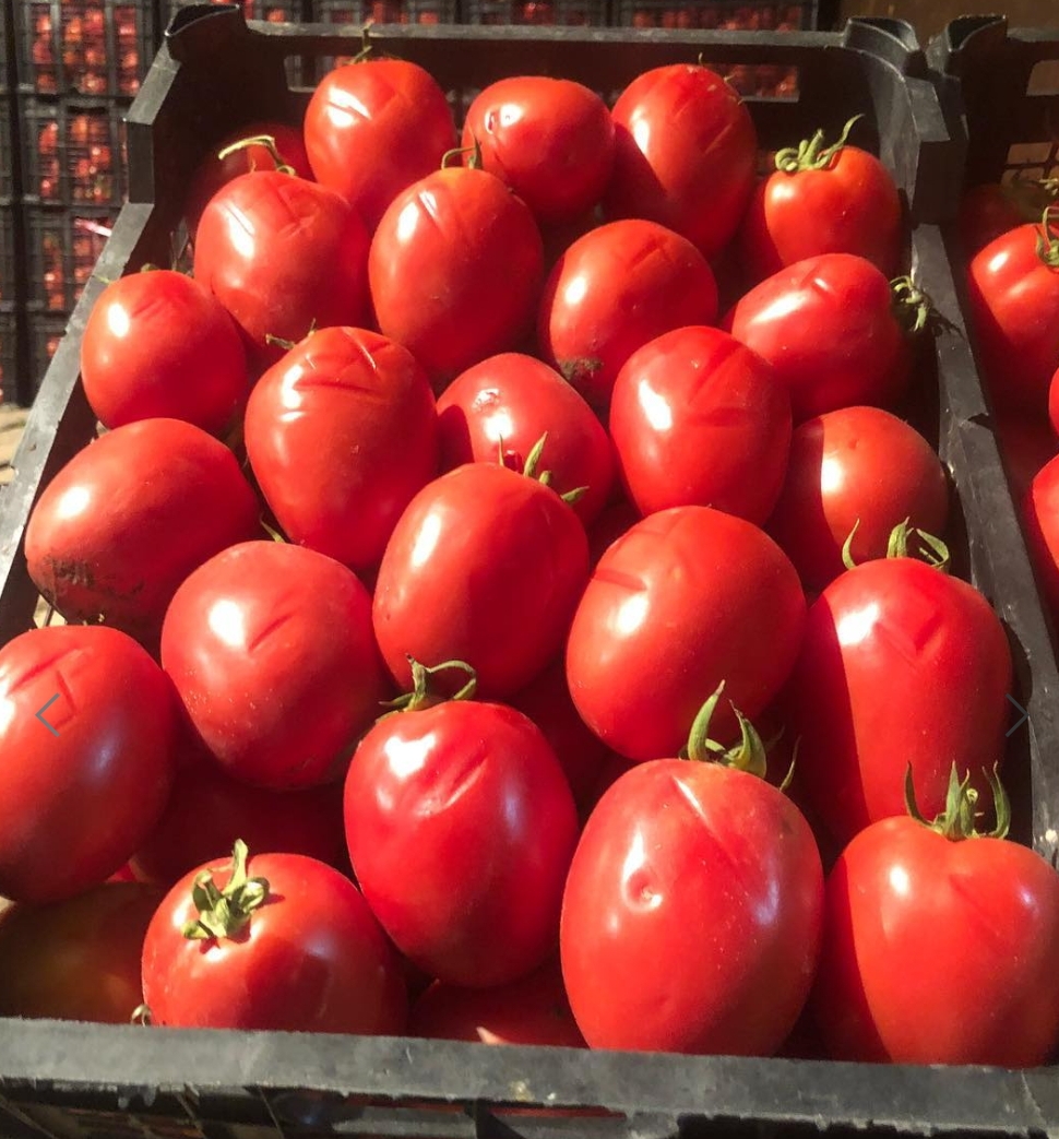 فروش گوجه فرنگی  کشیده