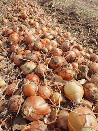 فروش پیاز زرد طلایی