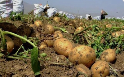 فروش سیب زمینی جلی