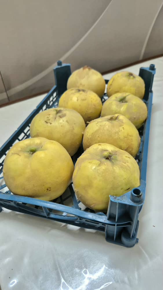 فروش به میوه