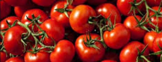 فروش گوجه فرنگی