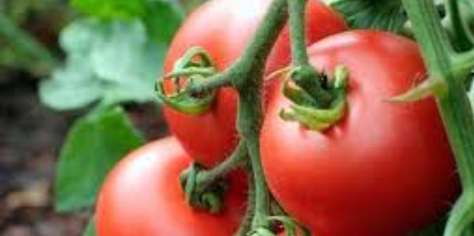 فروش گوجه فرنگی