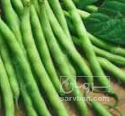 فروش لوبیا سبز
