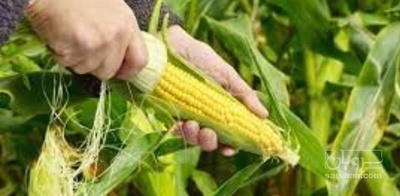 فروش چاپر ذرت - سیلاژ ذرت