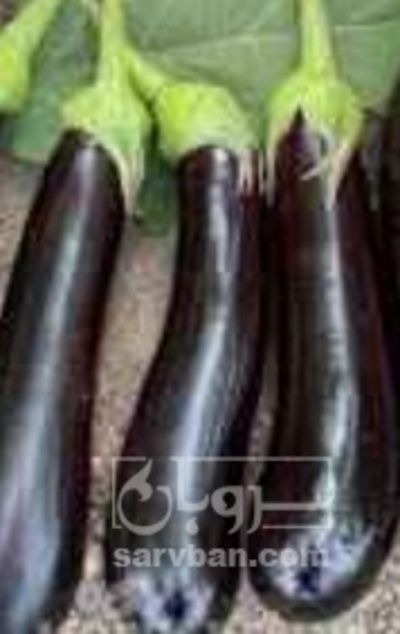 فروش بادمجان
