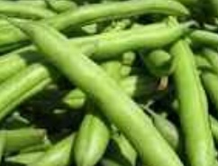 فروش لوبیا سبز