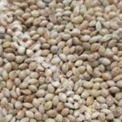 فروش ارزن