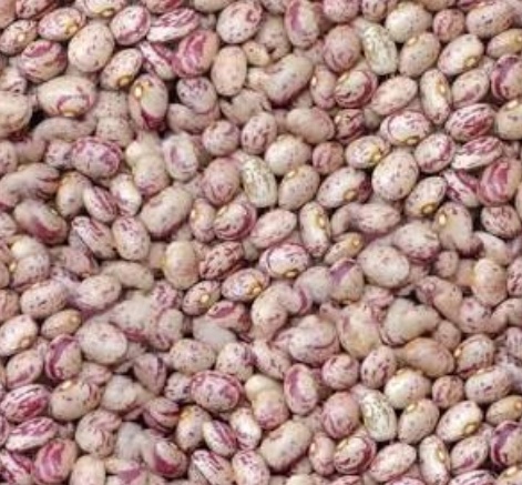 فروش لوبیا چیتی