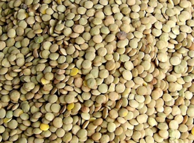 فروش عدس