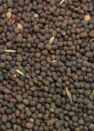 فروش قره ماش (ماش سیاه)