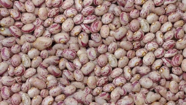 فروش لوبیا چیتی