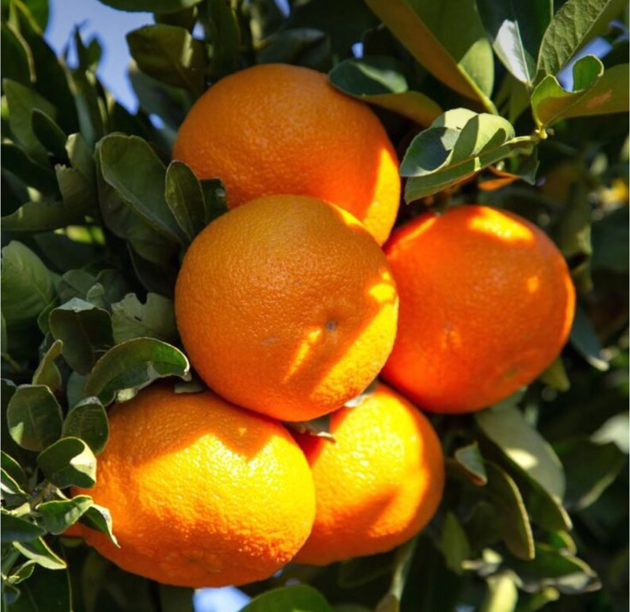 فروش نارنگی یافا