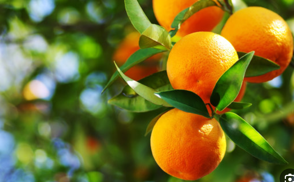 فروش پرتقال