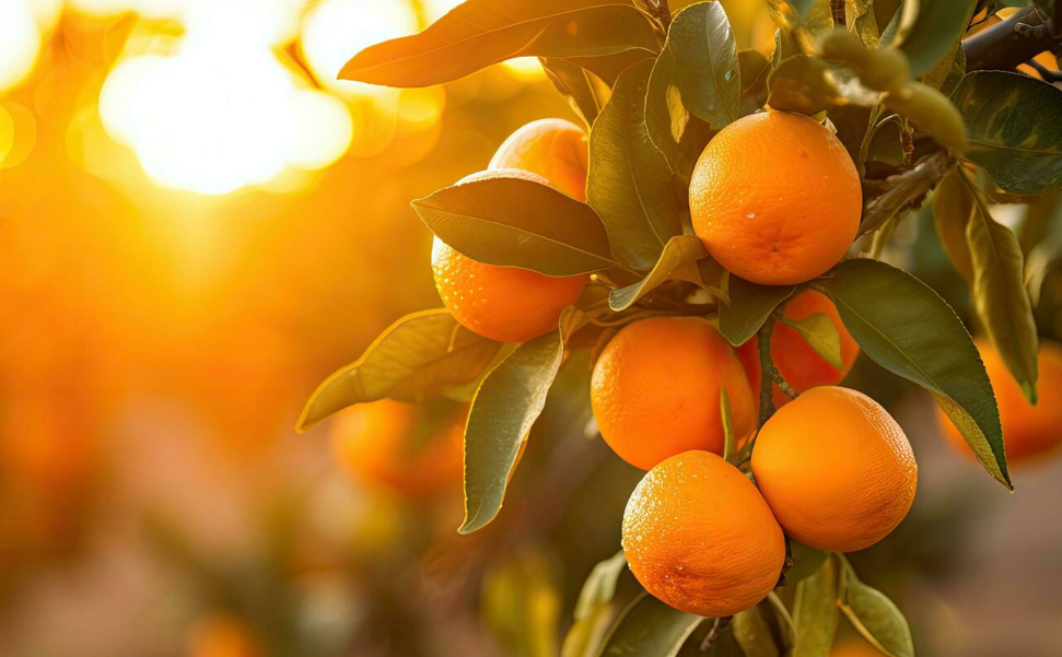 فروش پرتقال