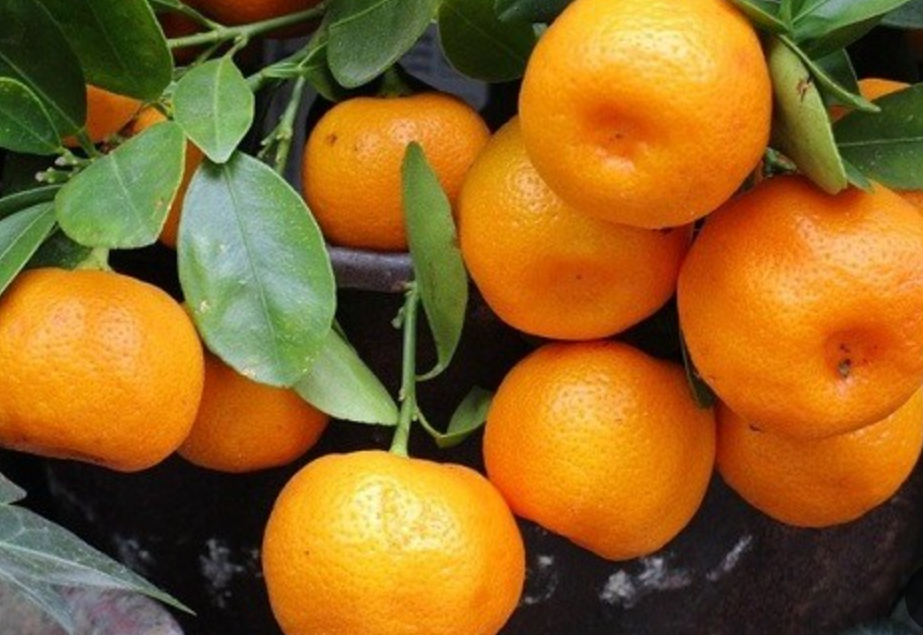 فروش نارنگی