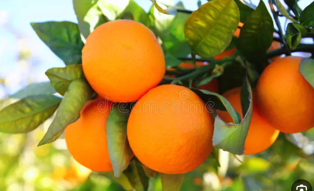 فروش پرتقال