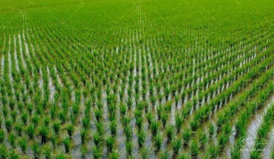 فروش شالی برنج طارم هاشمی