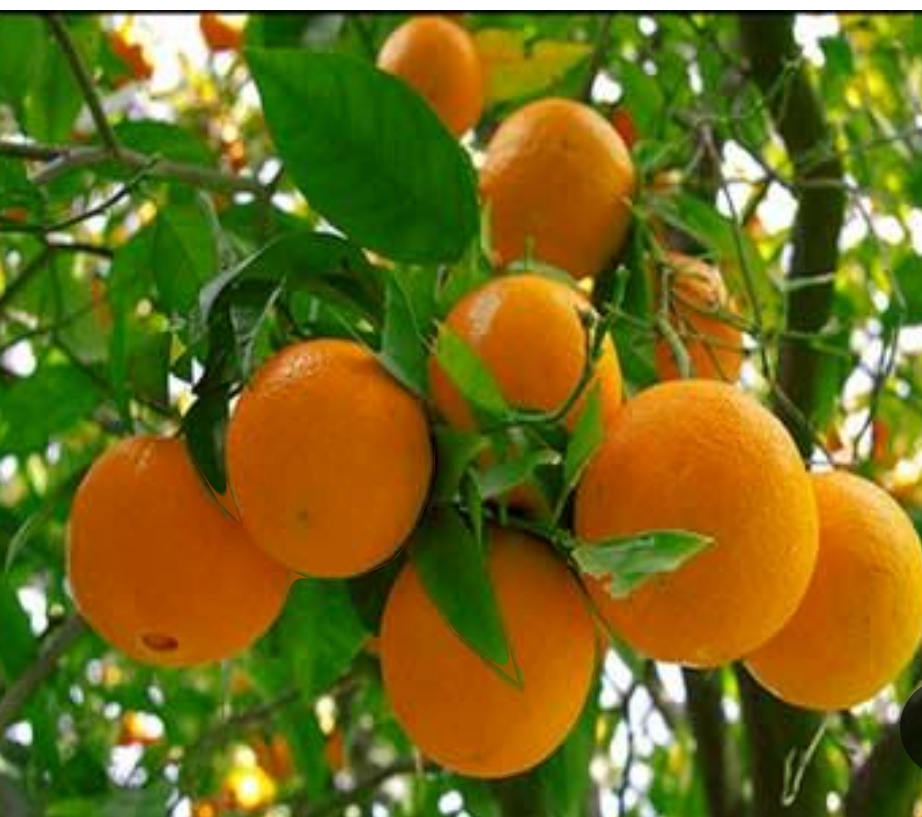 فروش پرتقال تابستانی