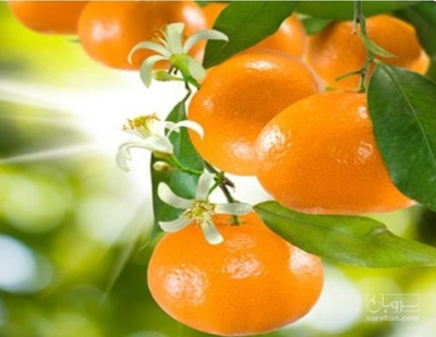 فروش نارنگی ژاپنی