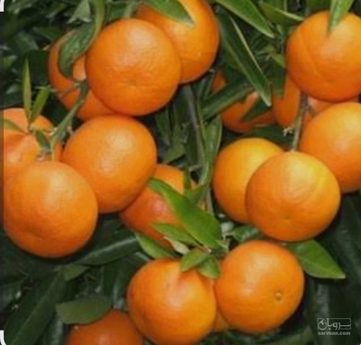 فروش نارنگی ژاپنی