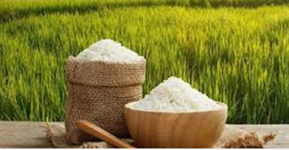 فروش شالی برنج طارم