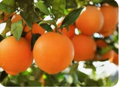 فروش پرتقال تامسون