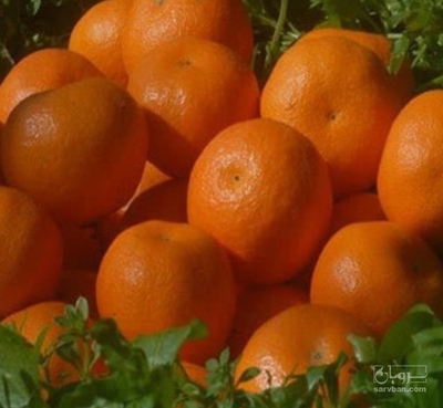 فروش نارنگی ژاپنی