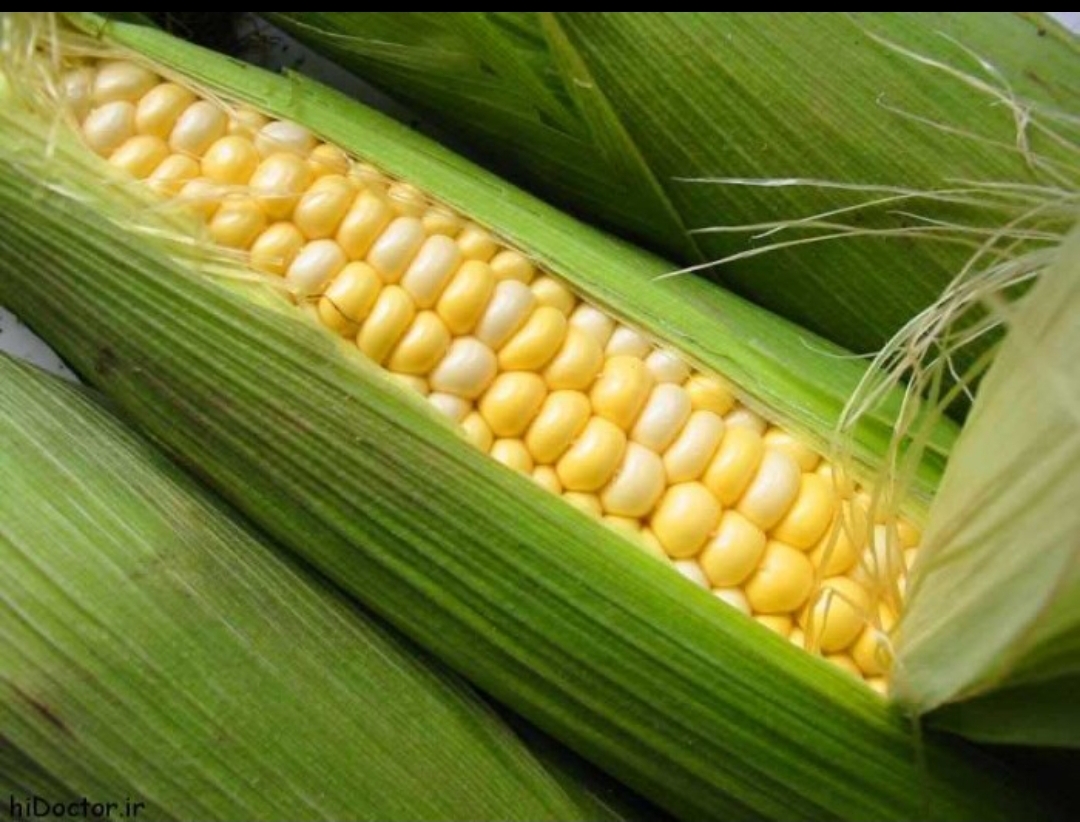 فروش ذرت دانه ای