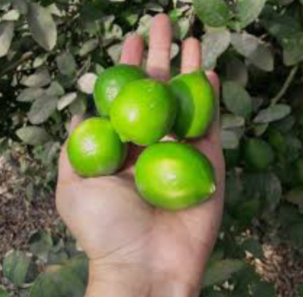 فروش لیمو ترش