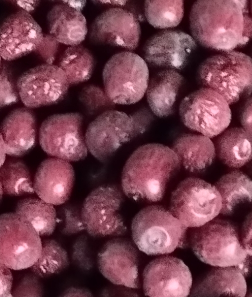 فروش عناب خشک