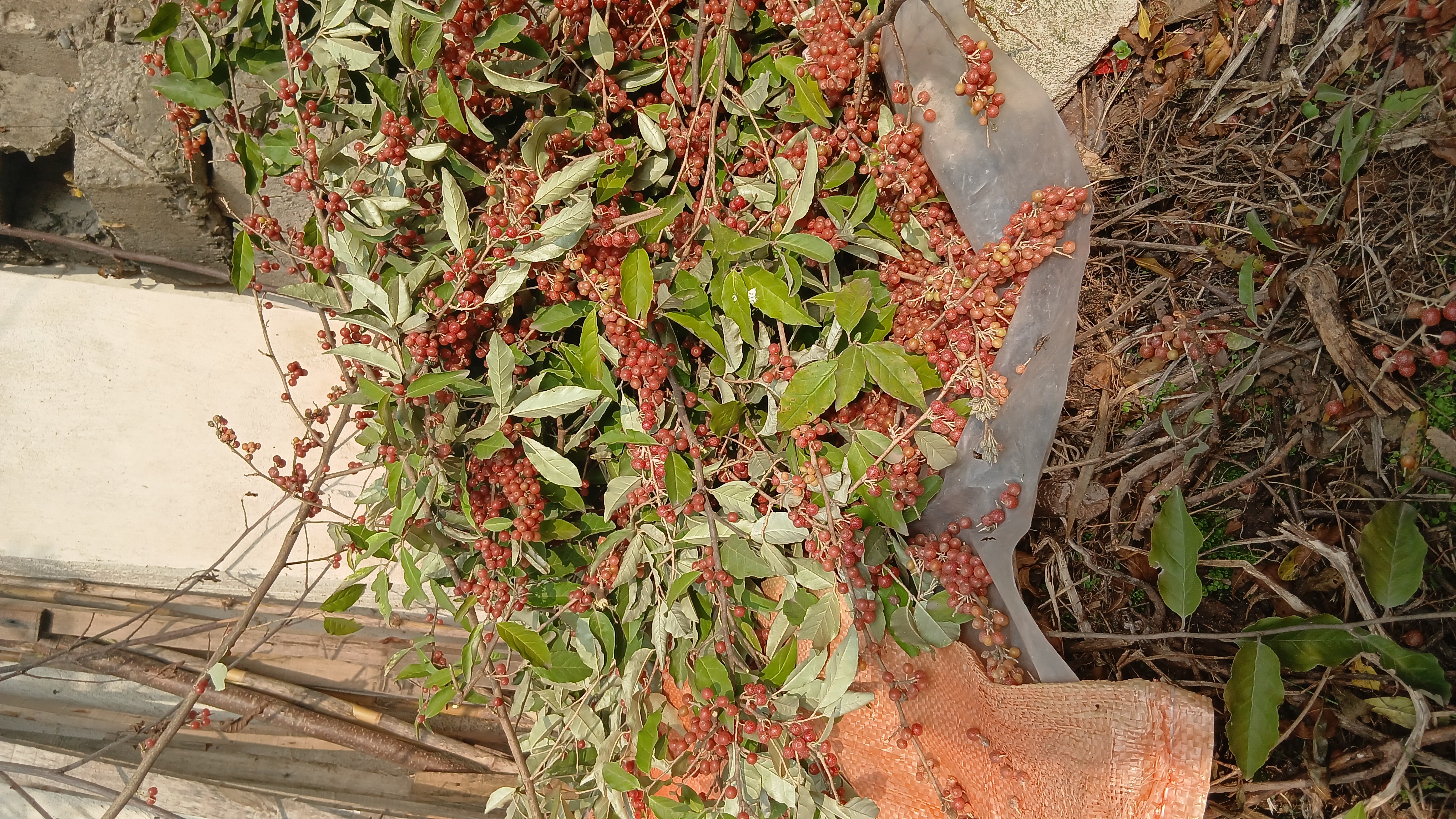 فروش انگورژاپنی