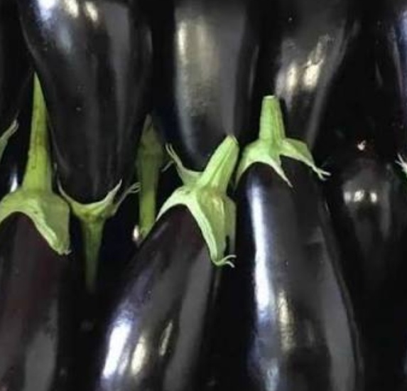 فروش بادمجان گلخانه