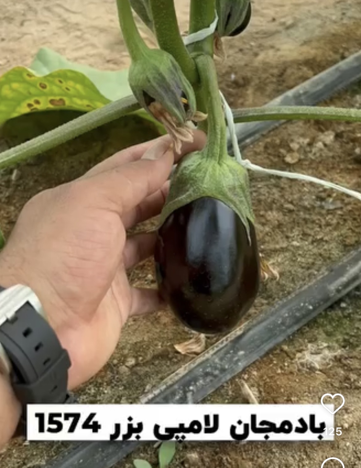 فروش بادمجان لامپی