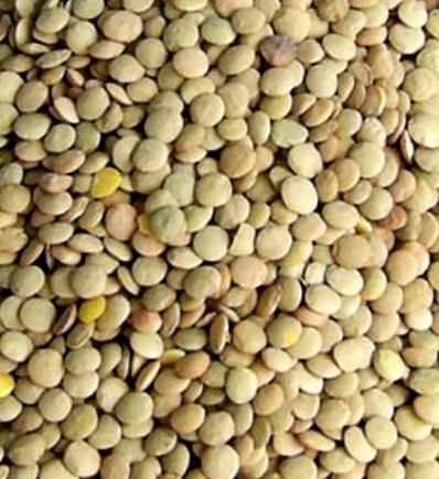 فروش عدس