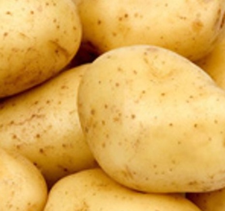 فروش سیب زمینی پانامرا