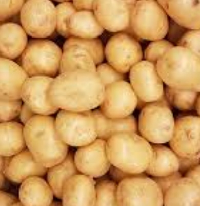 فروش سیب زمینی اگریا