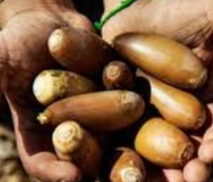 فروش بلوط (گیاه‌ دارویی)