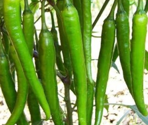 فروش فلفل شیرین